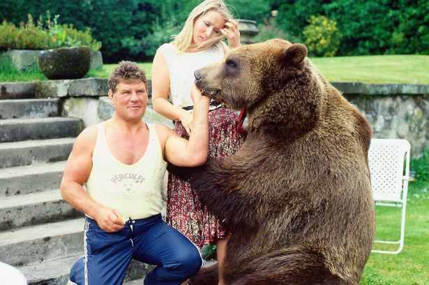 Hercules-the-Bear