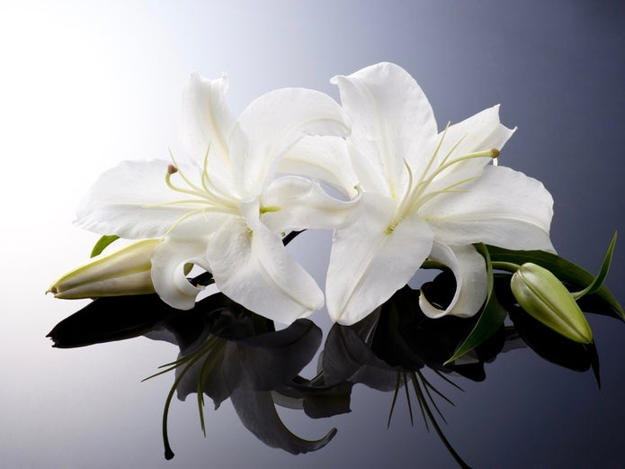 Solicitor Al Dixon Death